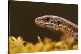 Viviparous - Common Lizard (Zootoca - Lacerta Vivipara) Portrait, Staffordshire, England, UK, April-Danny Green-Stretched Canvas