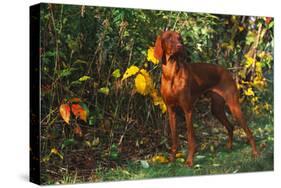 Vizsla by Yellow Autumn Leaves, Andover, Connecticut, USA-Lynn M^ Stone-Stretched Canvas