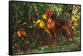 Vizsla by Yellow Autumn Leaves, Andover, Connecticut, USA-Lynn M^ Stone-Framed Stretched Canvas