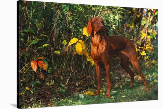 Vizsla by Yellow Autumn Leaves, Andover, Connecticut, USA-Lynn M^ Stone-Stretched Canvas