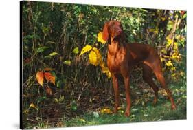 Vizsla by Yellow Autumn Leaves, Andover, Connecticut, USA-Lynn M^ Stone-Stretched Canvas