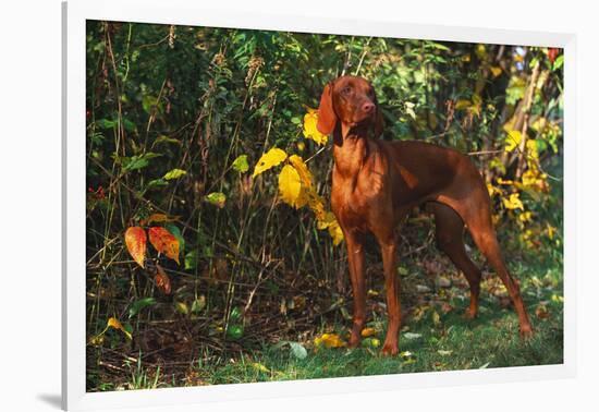 Vizsla by Yellow Autumn Leaves, Andover, Connecticut, USA-Lynn M^ Stone-Framed Photographic Print