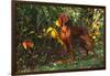 Vizsla by Yellow Autumn Leaves, Andover, Connecticut, USA-Lynn M^ Stone-Framed Photographic Print