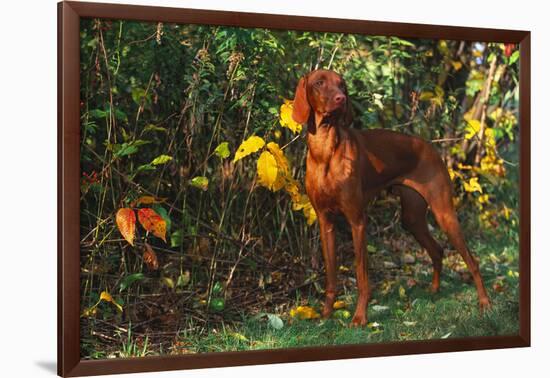 Vizsla by Yellow Autumn Leaves, Andover, Connecticut, USA-Lynn M^ Stone-Framed Photographic Print