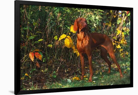 Vizsla by Yellow Autumn Leaves, Andover, Connecticut, USA-Lynn M^ Stone-Framed Photographic Print