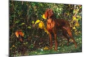 Vizsla by Yellow Autumn Leaves, Andover, Connecticut, USA-Lynn M^ Stone-Mounted Photographic Print