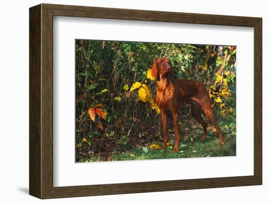 Vizsla by Yellow Autumn Leaves, Andover, Connecticut, USA-Lynn M^ Stone-Framed Photographic Print