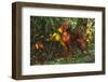 Vizsla by Yellow Autumn Leaves, Andover, Connecticut, USA-Lynn M^ Stone-Framed Photographic Print