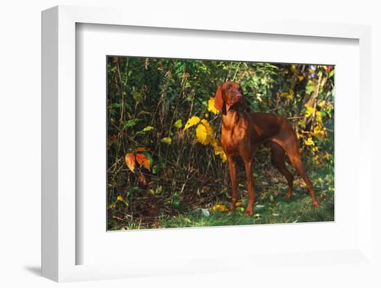 Vizsla by Yellow Autumn Leaves, Andover, Connecticut, USA-Lynn M^ Stone-Framed Photographic Print