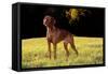 Vizsla in Late Afternoon, Back-Lit, on Grassy Plain, Guilford, Connecticut, USA-Lynn M^ Stone-Framed Stretched Canvas