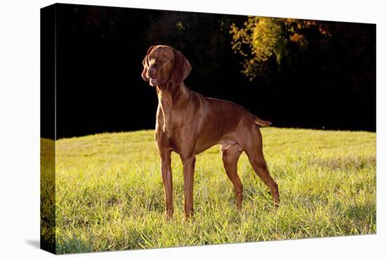 Vizsla in Late Afternoon, Back-Lit, on Grassy Plain, Guilford, Connecticut, USA-Lynn M^ Stone-Stretched Canvas