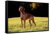 Vizsla in Late Afternoon, Back-Lit, on Grassy Plain, Guilford, Connecticut, USA-Lynn M^ Stone-Framed Stretched Canvas