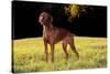 Vizsla in Late Afternoon, Back-Lit, on Grassy Plain, Guilford, Connecticut, USA-Lynn M^ Stone-Stretched Canvas