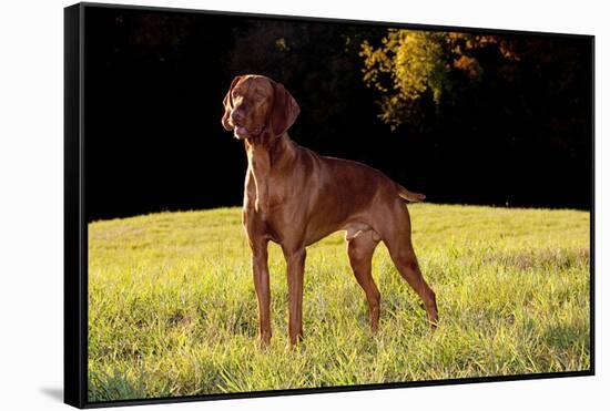 Vizsla in Late Afternoon, Back-Lit, on Grassy Plain, Guilford, Connecticut, USA-Lynn M^ Stone-Framed Stretched Canvas