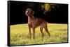 Vizsla in Late Afternoon, Back-Lit, on Grassy Plain, Guilford, Connecticut, USA-Lynn M^ Stone-Framed Stretched Canvas