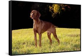 Vizsla in Late Afternoon, Back-Lit, on Grassy Plain, Guilford, Connecticut, USA-Lynn M^ Stone-Framed Stretched Canvas