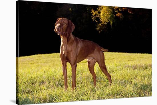Vizsla in Late Afternoon, Back-Lit, on Grassy Plain, Guilford, Connecticut, USA-Lynn M^ Stone-Stretched Canvas