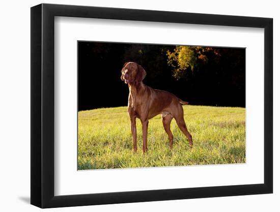 Vizsla in Late Afternoon, Back-Lit, on Grassy Plain, Guilford, Connecticut, USA-Lynn M^ Stone-Framed Photographic Print