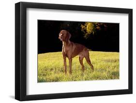 Vizsla in Late Afternoon, Back-Lit, on Grassy Plain, Guilford, Connecticut, USA-Lynn M^ Stone-Framed Photographic Print