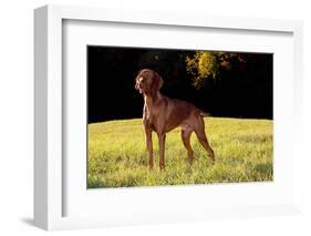 Vizsla in Late Afternoon, Back-Lit, on Grassy Plain, Guilford, Connecticut, USA-Lynn M^ Stone-Framed Photographic Print