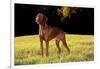 Vizsla in Late Afternoon, Back-Lit, on Grassy Plain, Guilford, Connecticut, USA-Lynn M^ Stone-Framed Photographic Print