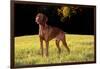 Vizsla in Late Afternoon, Back-Lit, on Grassy Plain, Guilford, Connecticut, USA-Lynn M^ Stone-Framed Photographic Print