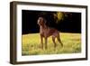 Vizsla in Late Afternoon, Back-Lit, on Grassy Plain, Guilford, Connecticut, USA-Lynn M^ Stone-Framed Photographic Print