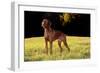 Vizsla in Late Afternoon, Back-Lit, on Grassy Plain, Guilford, Connecticut, USA-Lynn M^ Stone-Framed Photographic Print