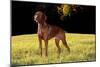 Vizsla in Late Afternoon, Back-Lit, on Grassy Plain, Guilford, Connecticut, USA-Lynn M^ Stone-Mounted Photographic Print