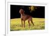 Vizsla in Late Afternoon, Back-Lit, on Grassy Plain, Guilford, Connecticut, USA-Lynn M^ Stone-Framed Photographic Print