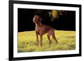 Vizsla in Late Afternoon, Back-Lit, on Grassy Plain, Guilford, Connecticut, USA-Lynn M^ Stone-Framed Photographic Print