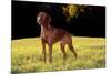 Vizsla in Late Afternoon, Back-Lit, on Grassy Plain, Guilford, Connecticut, USA-Lynn M^ Stone-Mounted Photographic Print