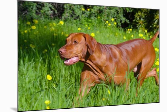 Vizsla Running Through Field of Green-Zandria Muench Beraldo-Mounted Photographic Print