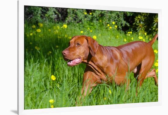 Vizsla Running Through Field of Green-Zandria Muench Beraldo-Framed Photographic Print