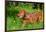 Vizsla Running Through Field of Green-Zandria Muench Beraldo-Framed Photographic Print