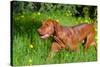 Vizsla Running Through Field of Green-Zandria Muench Beraldo-Stretched Canvas