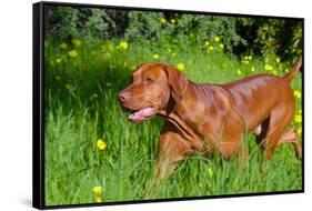 Vizsla Running Through Field of Green-Zandria Muench Beraldo-Framed Stretched Canvas