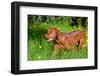 Vizsla Running Through Field of Green-Zandria Muench Beraldo-Framed Photographic Print