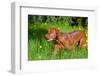 Vizsla Running Through Field of Green-Zandria Muench Beraldo-Framed Photographic Print