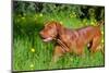 Vizsla Running Through Field of Green-Zandria Muench Beraldo-Mounted Photographic Print