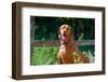 Vizsla Sitting Near a Wooden Fence-Zandria Muench Beraldo-Framed Photographic Print