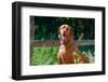 Vizsla Sitting Near a Wooden Fence-Zandria Muench Beraldo-Framed Photographic Print