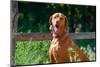 Vizsla Sitting Near a Wooden Fence-Zandria Muench Beraldo-Mounted Photographic Print