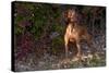 Vizsla Standing by Autumn Foliage, Guilford, Connecticut, USA-Lynn M^ Stone-Stretched Canvas