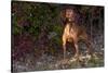 Vizsla Standing by Autumn Foliage, Guilford, Connecticut, USA-Lynn M^ Stone-Stretched Canvas