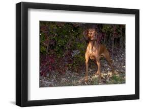 Vizsla Standing by Autumn Foliage, Guilford, Connecticut, USA-Lynn M^ Stone-Framed Premium Photographic Print