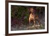 Vizsla Standing by Autumn Foliage, Guilford, Connecticut, USA-Lynn M^ Stone-Framed Photographic Print