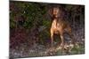 Vizsla Standing by Autumn Foliage, Guilford, Connecticut, USA-Lynn M^ Stone-Mounted Photographic Print
