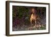 Vizsla Standing by Autumn Foliage, Guilford, Connecticut, USA-Lynn M^ Stone-Framed Photographic Print