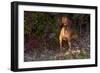 Vizsla Standing by Autumn Foliage, Guilford, Connecticut, USA-Lynn M^ Stone-Framed Photographic Print